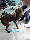 adoptable Dog in franklin, NC named Patton