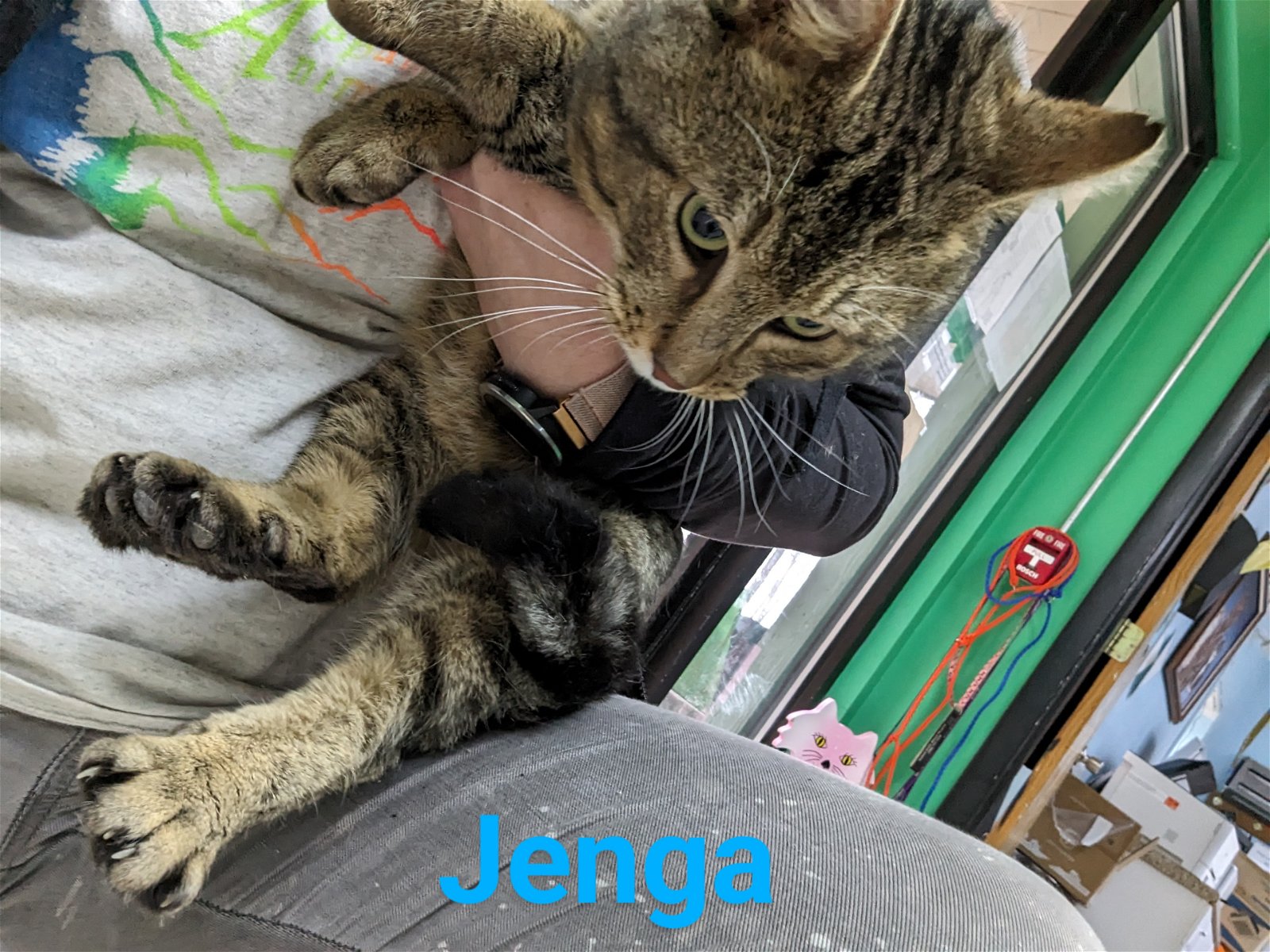 adoptable Cat in Franklin, NC named Jenga