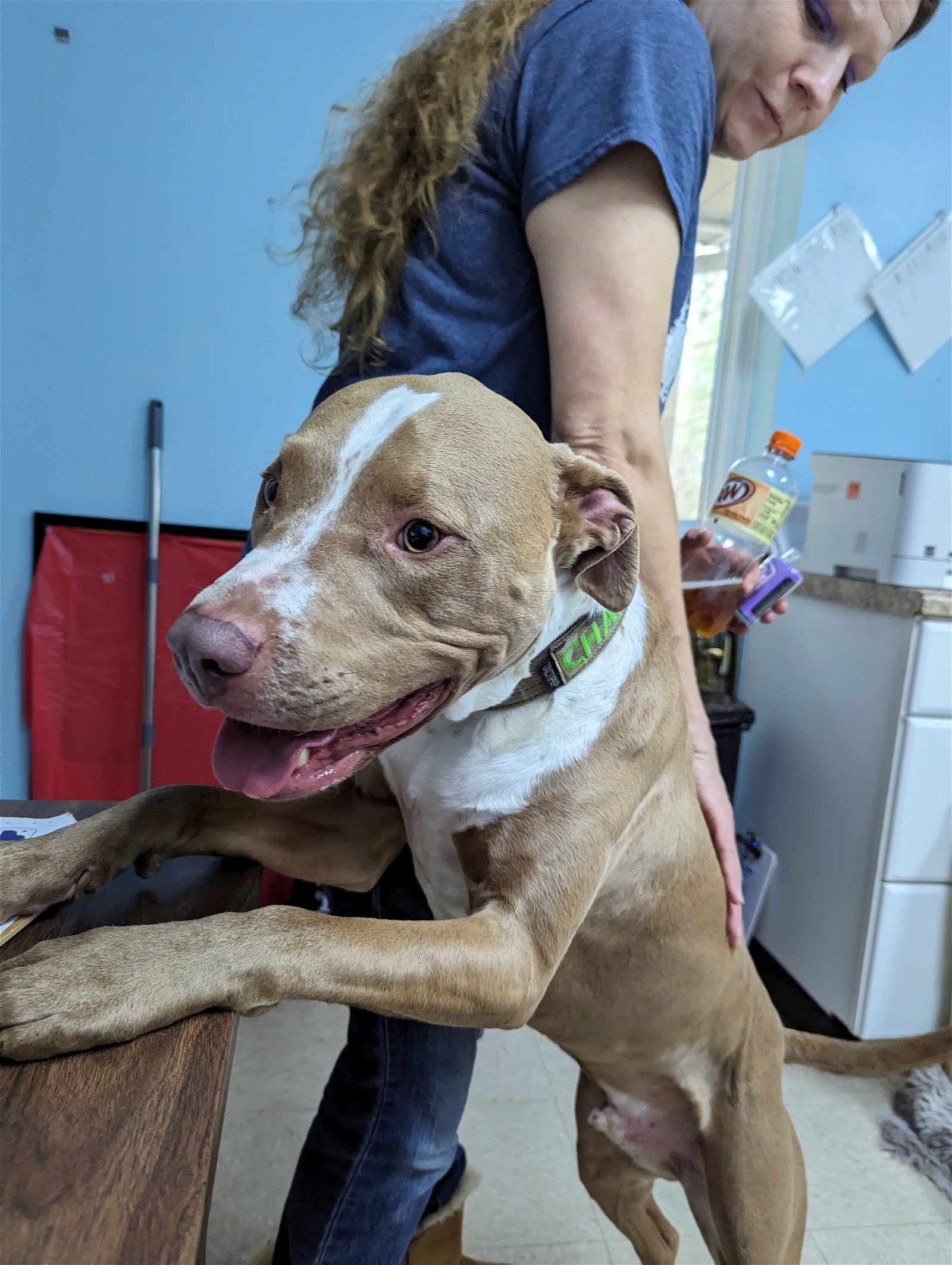 adoptable Dog in Franklin, NC named Chance