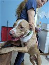 adoptable Dog in , NC named Chance