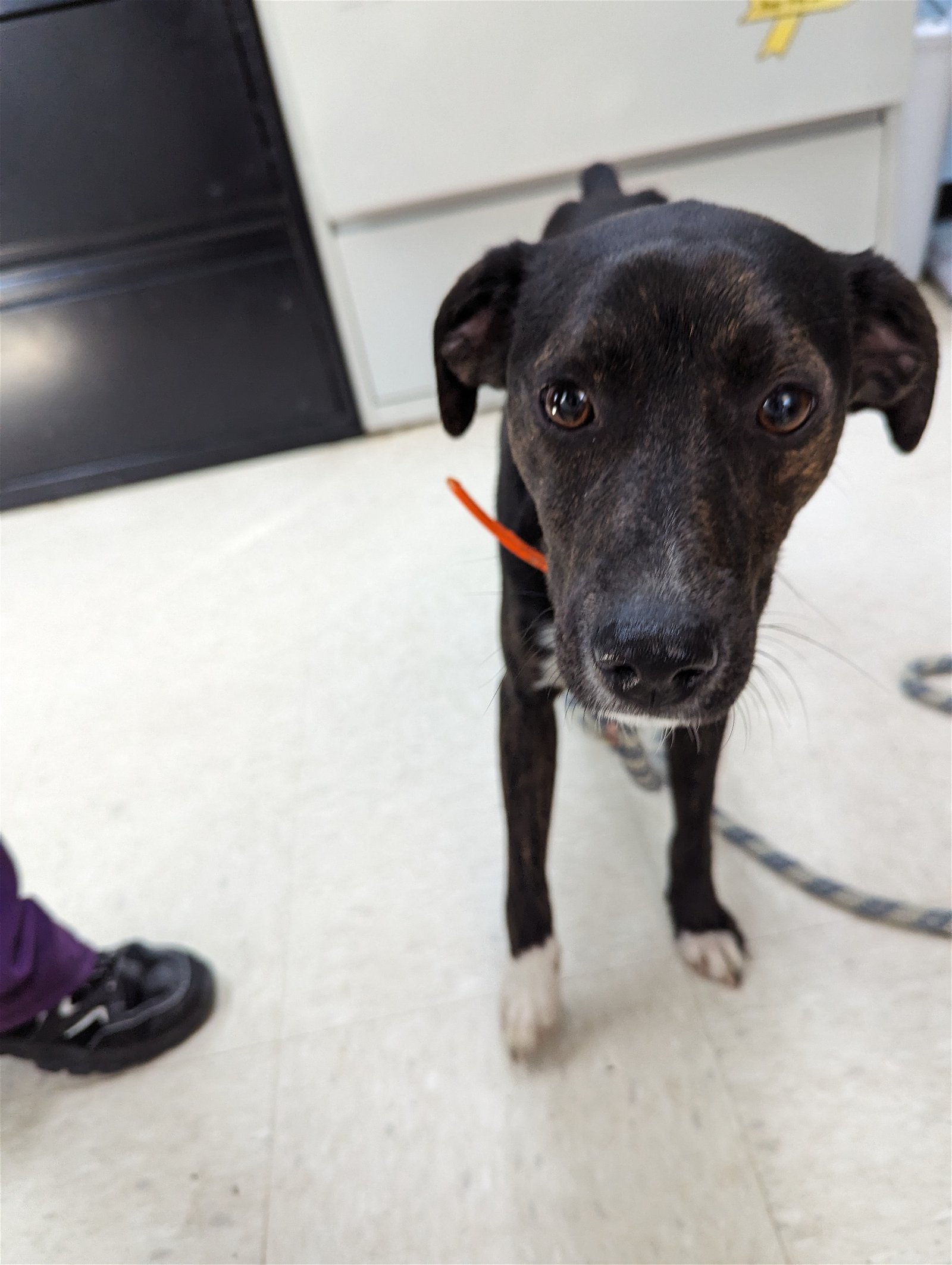adoptable Dog in Franklin, NC named Speedy
