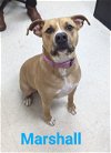 adoptable Dog in franklin, IN named Marshall