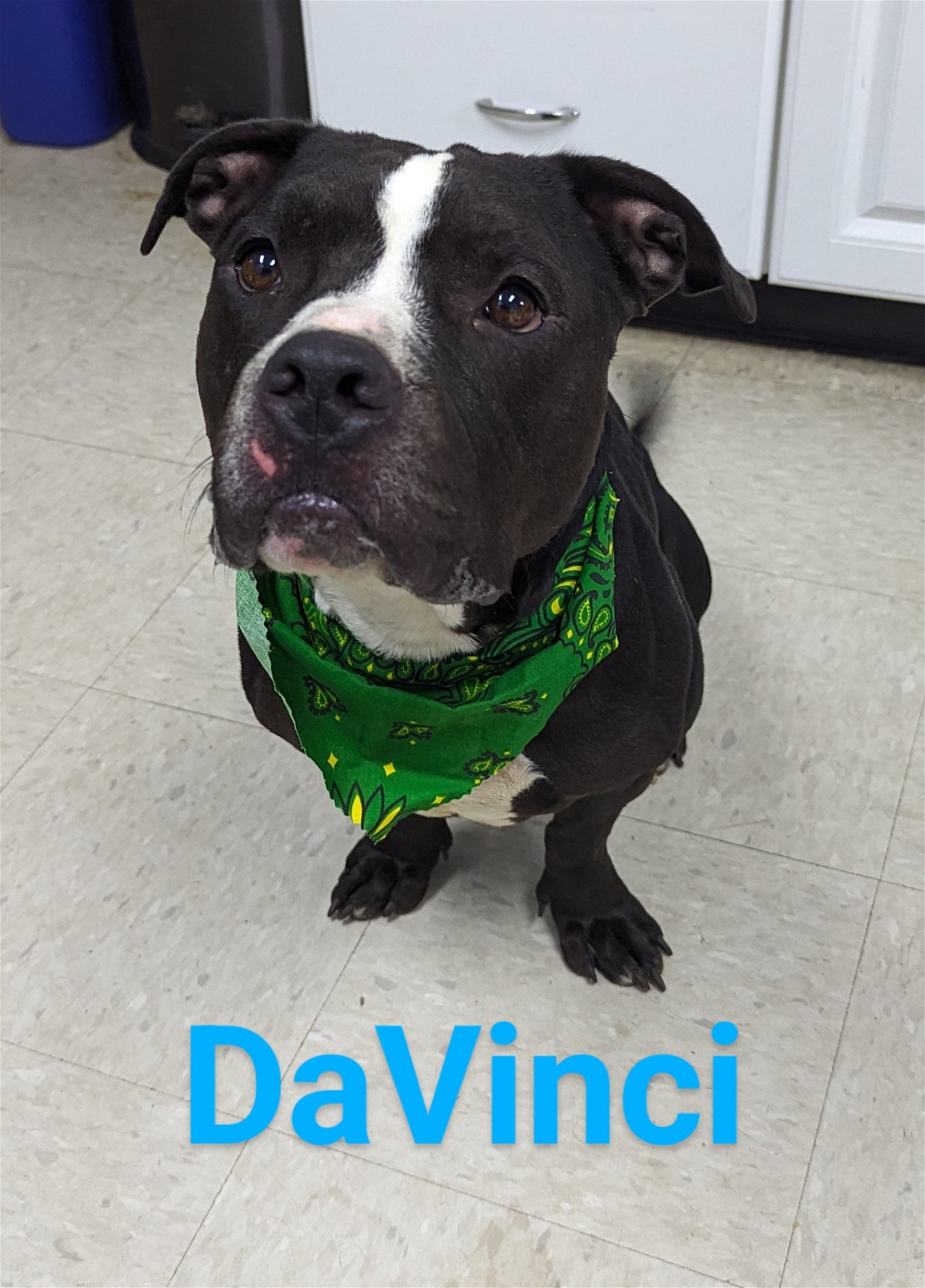 adoptable Dog in Franklin, NC named DaVinci
