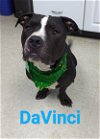 adoptable Dog in , NC named DaVinci