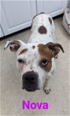adoptable Dog in franklin, NC named Nova