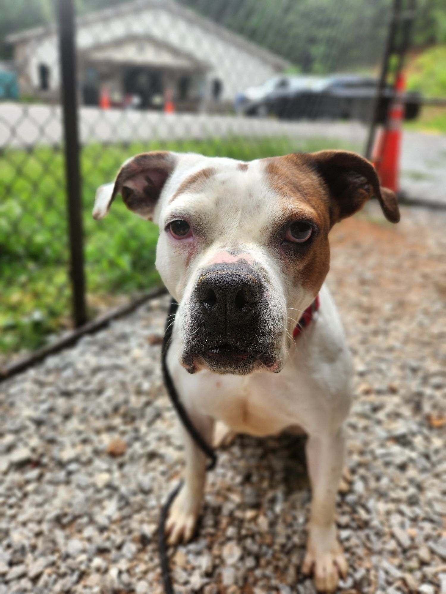 adoptable Dog in Franklin, NC named Nova