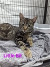 adoptable Cat in franklin, IN named Little Bit