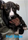 adoptable Dog in franklin, NC named Fruit Stripe