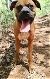adoptable Dog in franklin, NC named Maverick