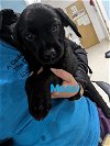 adoptable Dog in franklin, NC named Messi #10