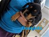 adoptable Dog in franklin, IN named Busquets #5