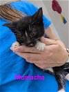 adoptable Cat in franklin, NC named Mustacha