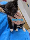adoptable Cat in franklin, IN named Machete