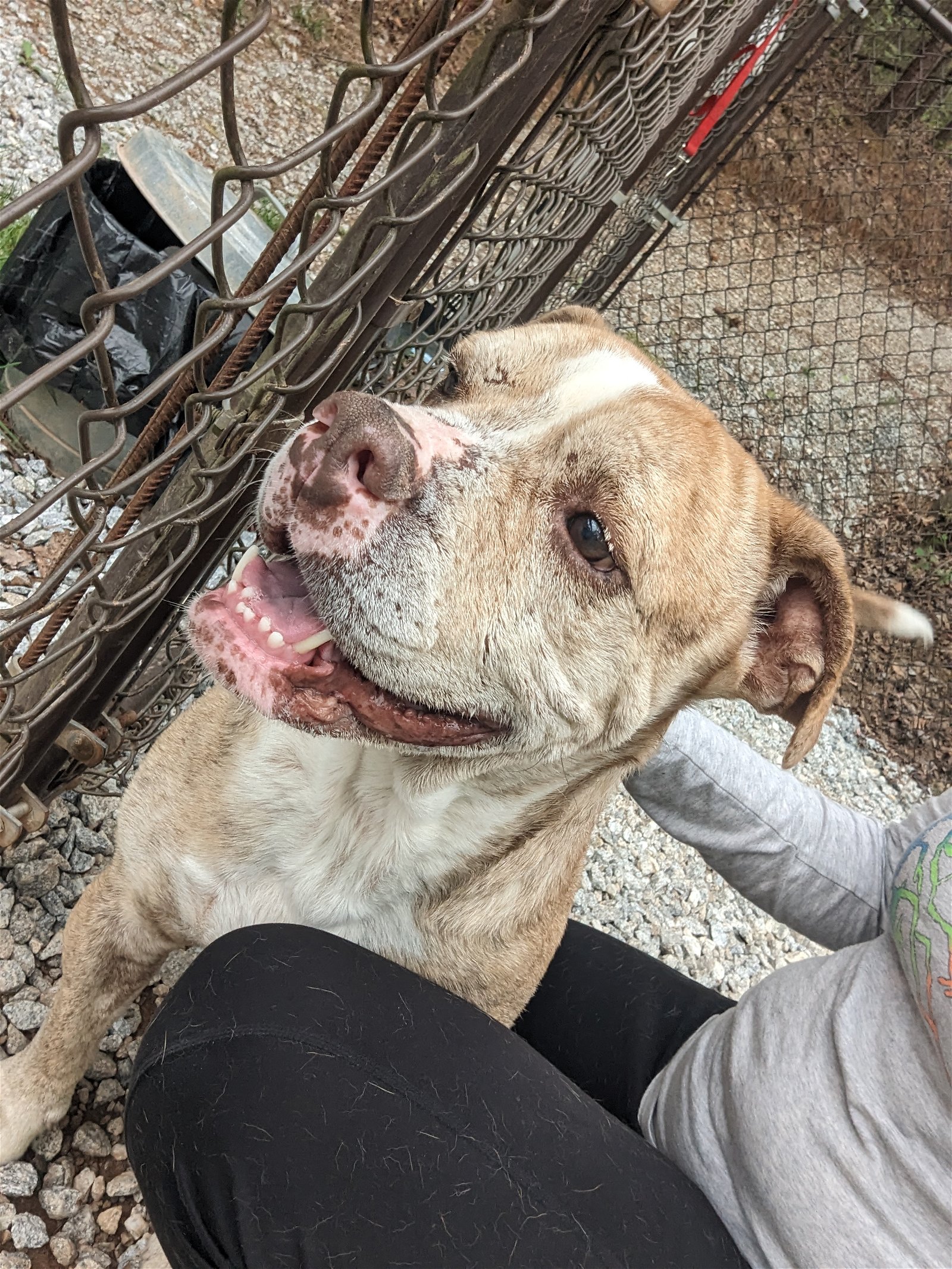 adoptable Dog in Franklin, NC named Capone