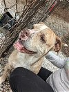 adoptable Dog in franklin, IN named Capone