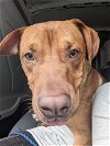 adoptable Dog in franklin, IN named Scoobie Doo