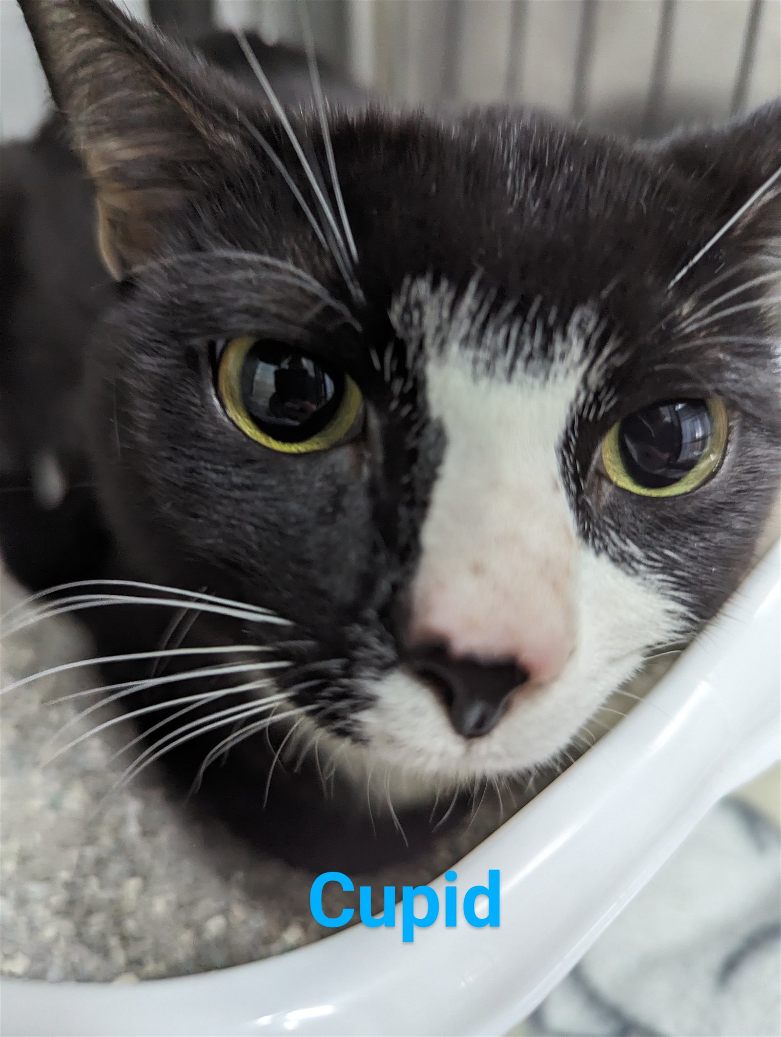 adoptable Cat in Franklin, NC named Cupid