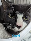 adoptable Cat in , NC named Cupid