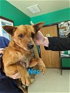 adoptable Dog in franklin, NC named Neo