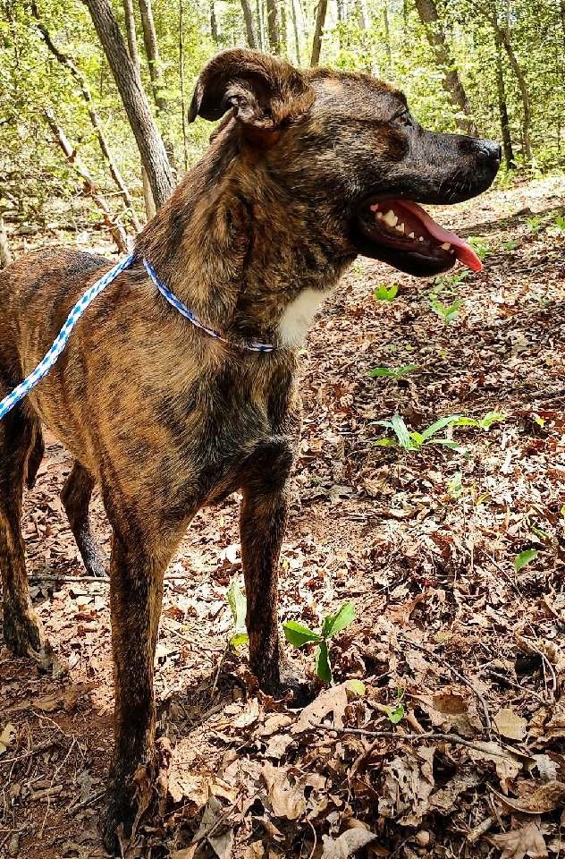 adoptable Dog in Franklin, NC named Sally