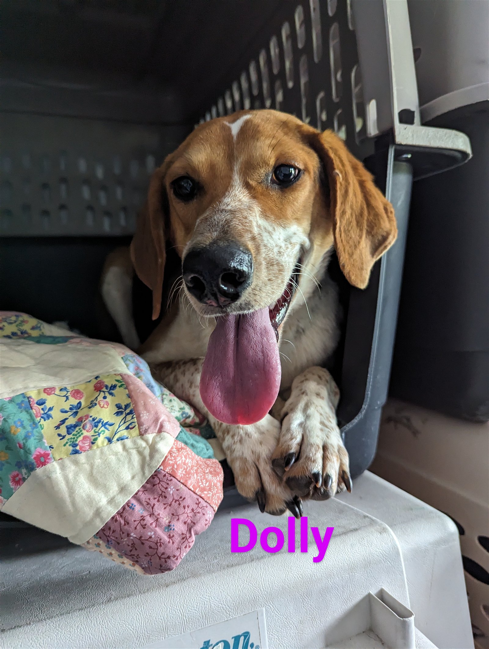 adoptable Dog in Franklin, NC named Dolly