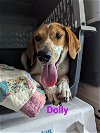 adoptable Dog in franklin, IN named Dolly