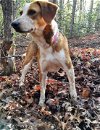 adoptable Dog in franklin, NC named Jolene
