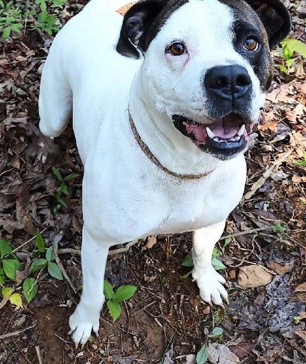adoptable Dog in Franklin, NC named Coquina