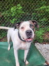 adoptable Dog in Franklin, NC named Coquina