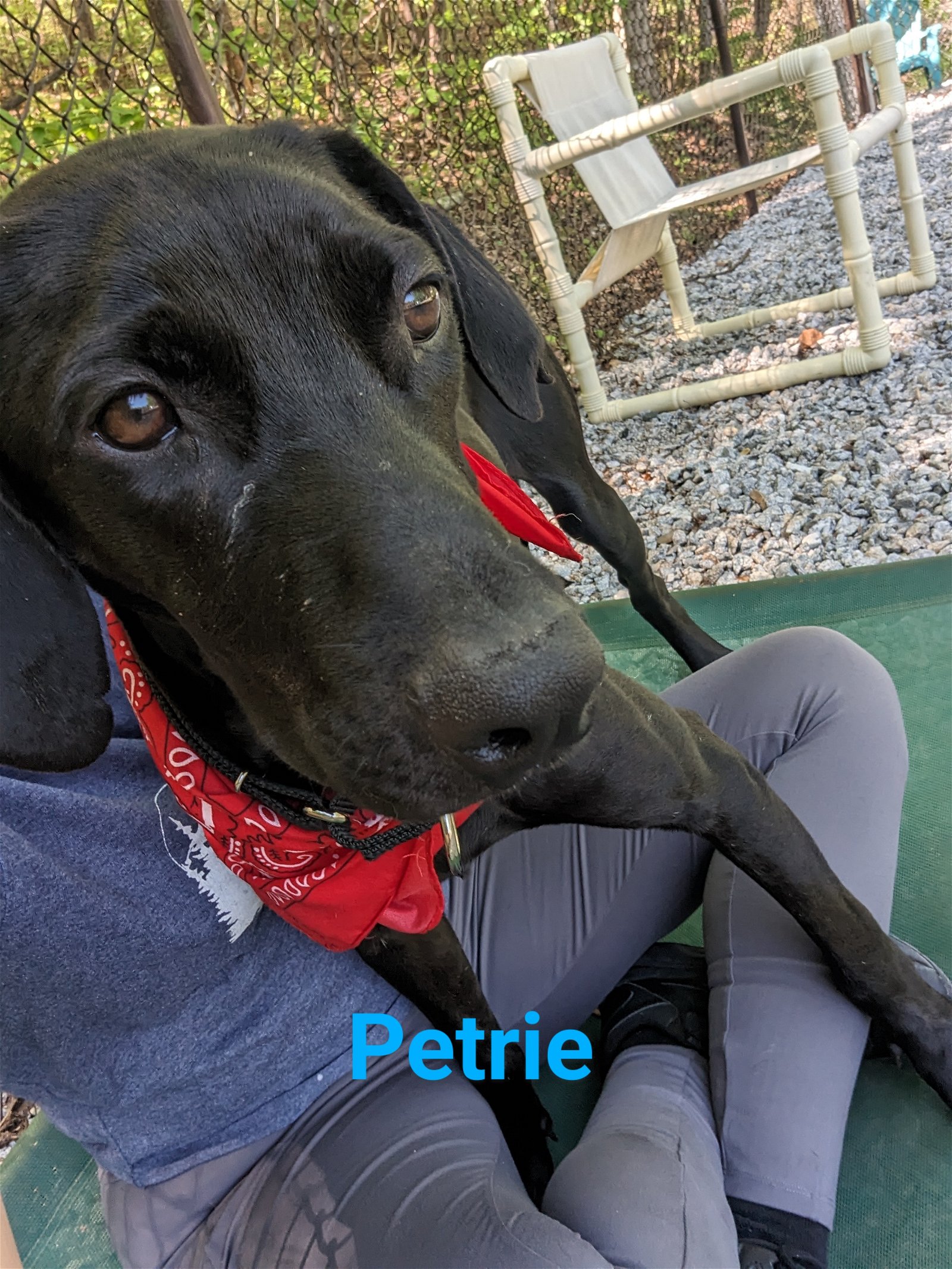 adoptable Dog in Franklin, NC named Petrie