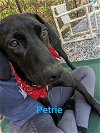 adoptable Dog in franklin, IN named Petrie
