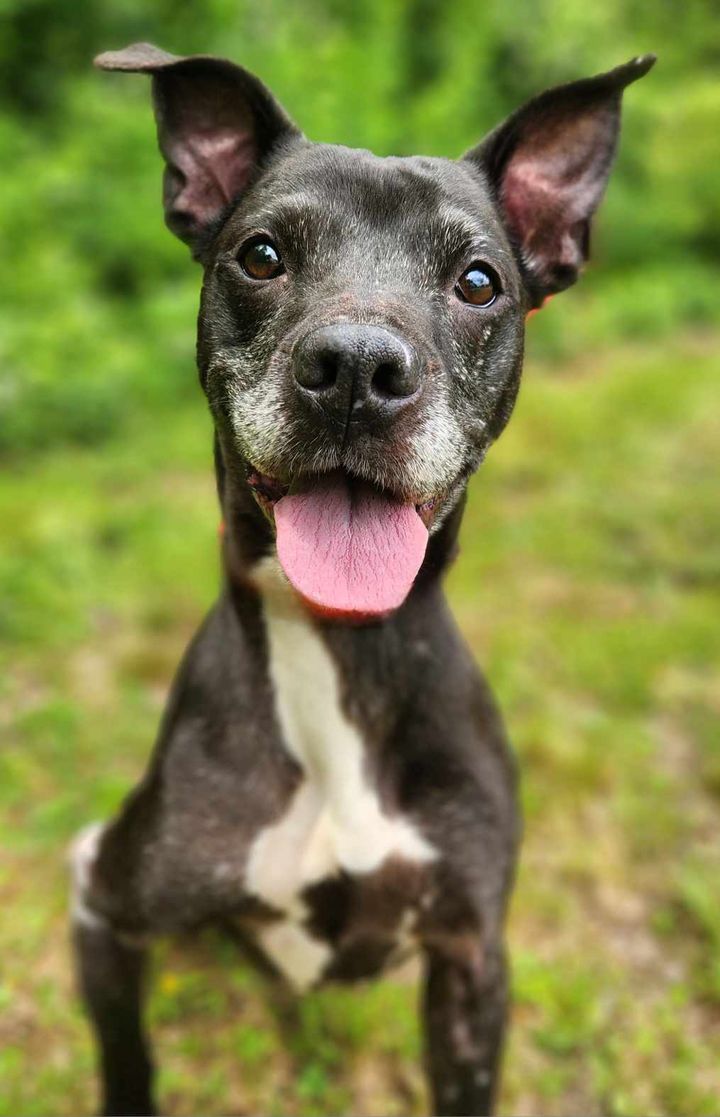 adoptable Dog in Franklin, NC named Sadie Mae