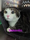adoptable Cat in  named Samantha