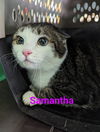 adoptable Cat in Franklin, NC named Samantha