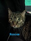 adoptable Cat in  named Roscoe
