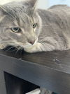 adoptable Cat in Franklin, NC named Rizzy