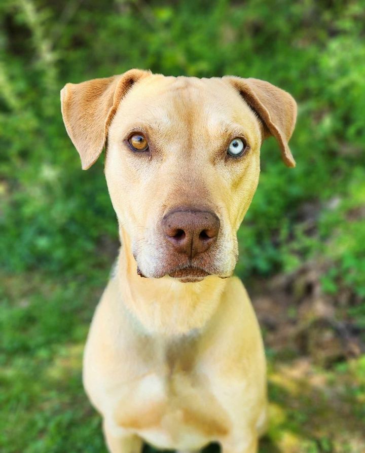 adoptable Dog in Franklin, NC named Payne