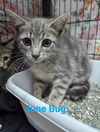 adoptable Cat in Franklin, NC named June Bug