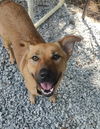 adoptable Dog in Franklin, NC named Que