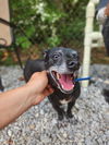 adoptable Dog in Franklin, NC named Mickey