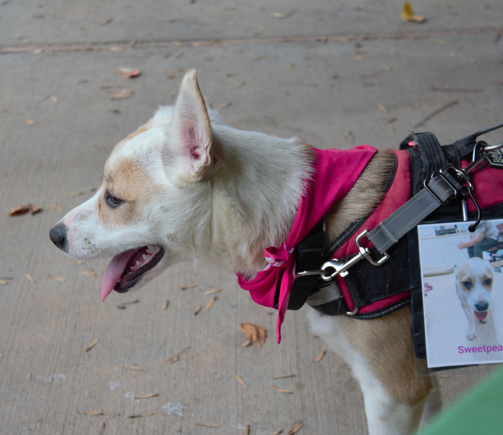 adoptable Dog in Franklin, NC named Sweet Pea