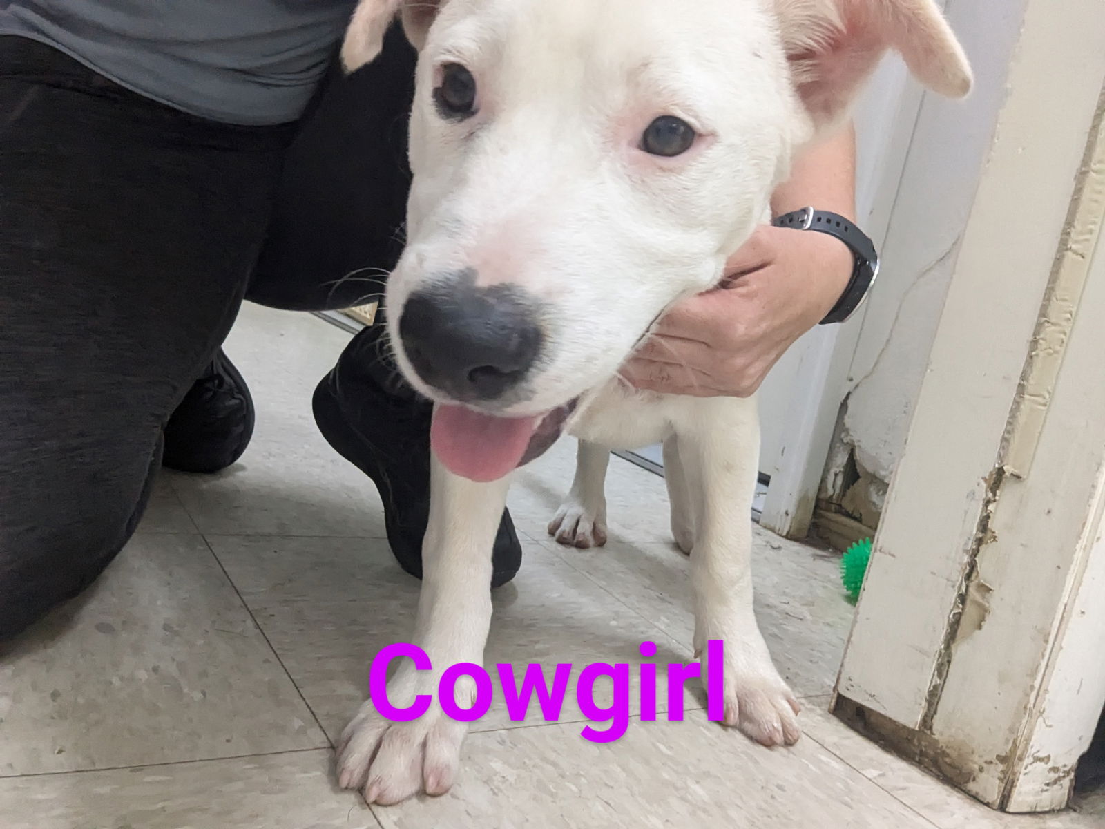 adoptable Dog in Franklin, NC named Cowgirl