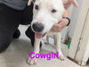 adoptable Dog in  named Cowgirl