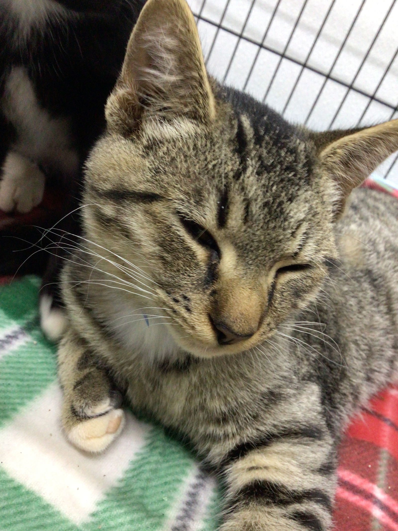 adoptable Cat in Franklin, NC named Kruger