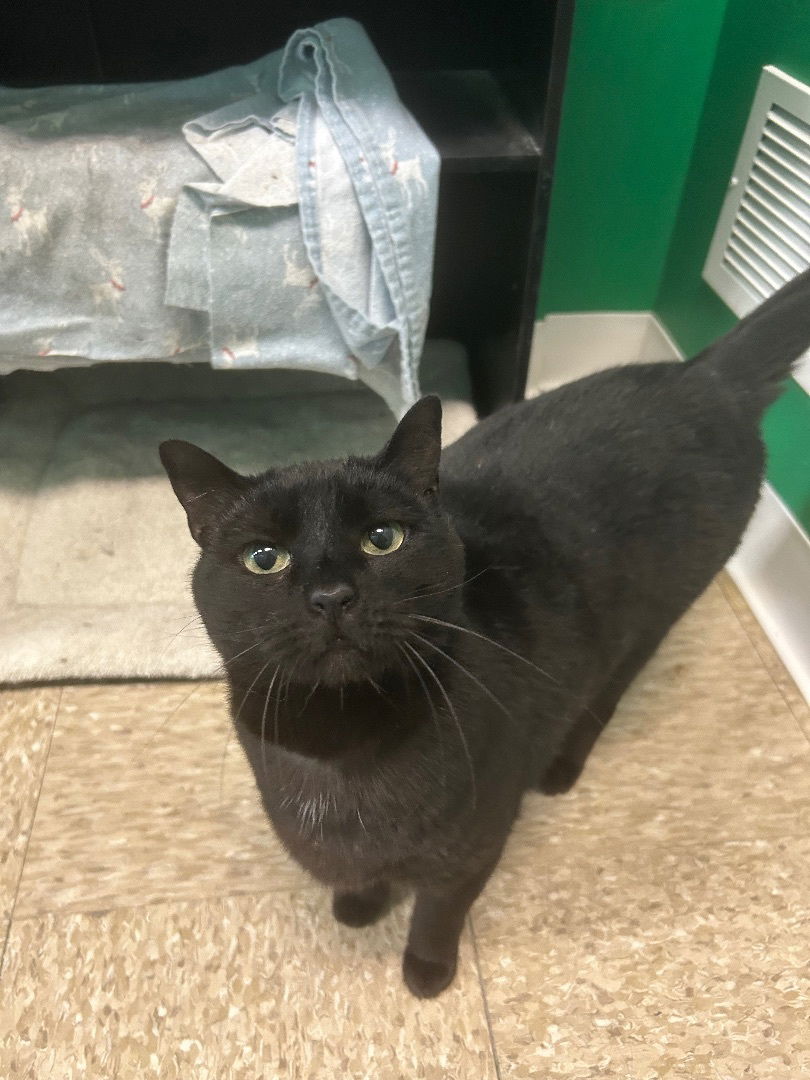 adoptable Cat in Columbus, OH named Daisy