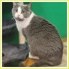 adoptable Cat in , OH named Oakley