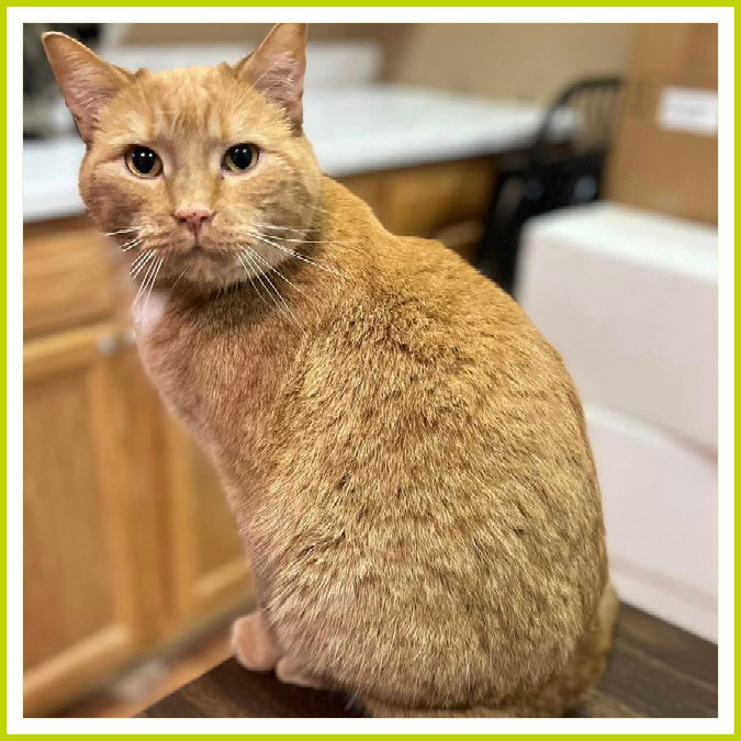 adoptable Cat in Columbus, OH named Remy