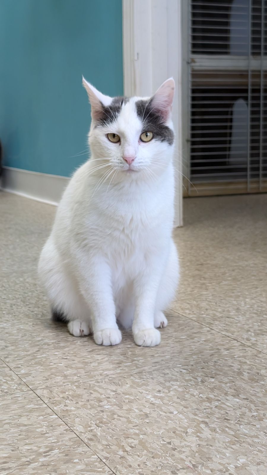 adoptable Cat in Columbus, OH named Shorty