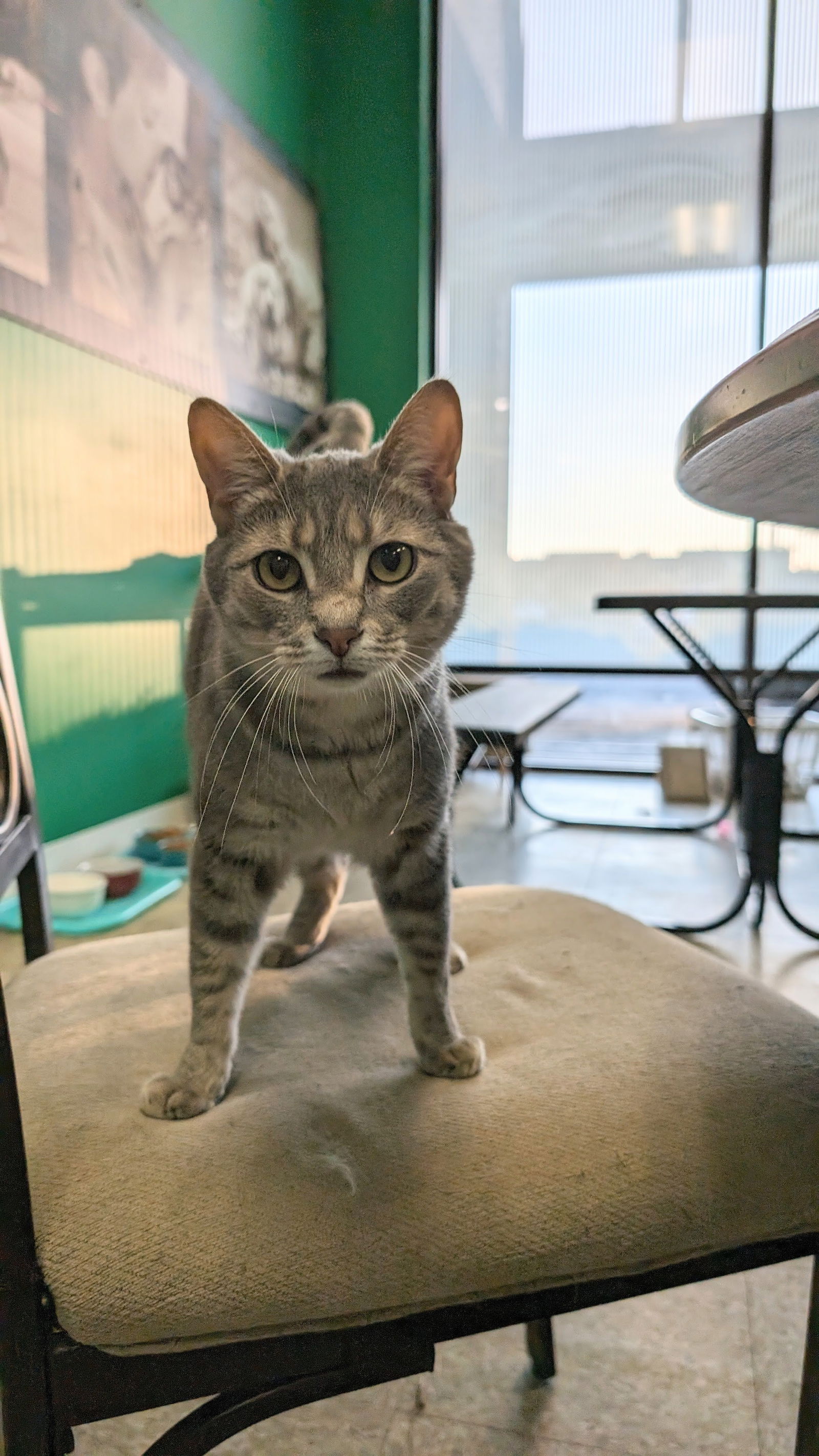 adoptable Cat in Columbus, OH named Twin