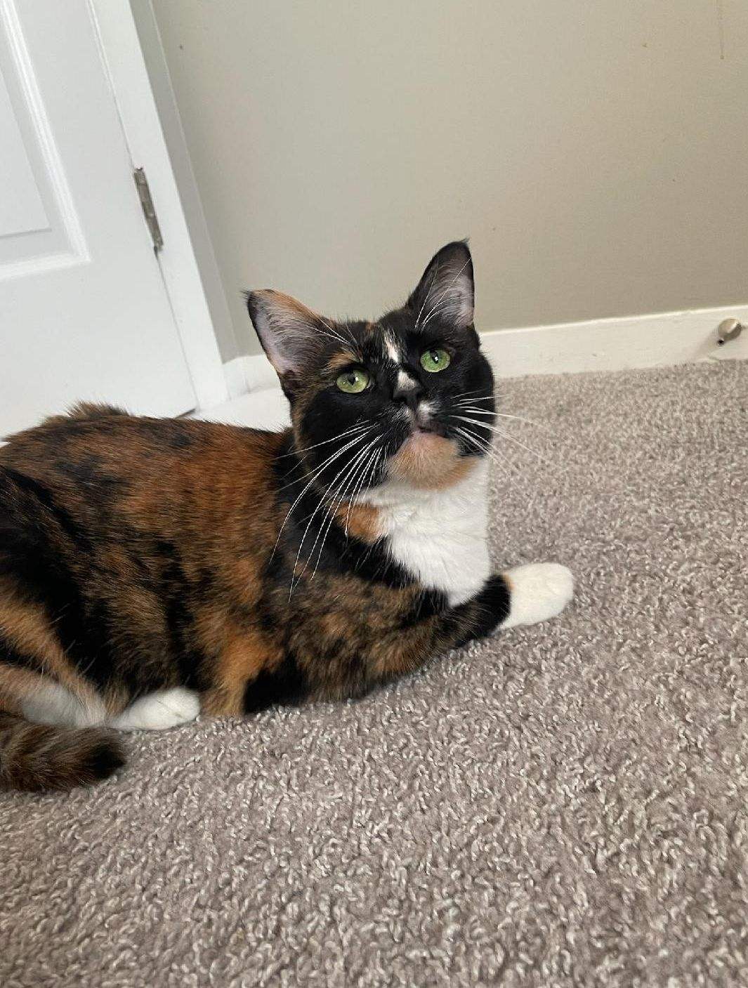 adoptable Cat in Columbus, OH named Gracie